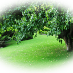 Best Landscaping Garnet Valley PA