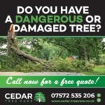 Colchester Tree Surgeons