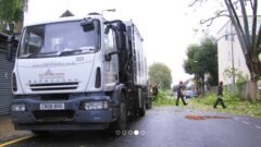 Tree Surgeons Southend