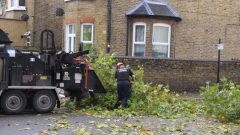 Tree Surgeons Dulwich