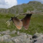 Scientists ask public to look out for England’s only mountain butterfly