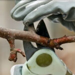 High Wycombe Tree Surgeons